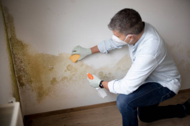 Best HVAC Mold Inspection and Cleaning  in Fernley, NV