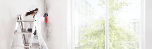 Best Black Mold Removal  in Fernley, NV